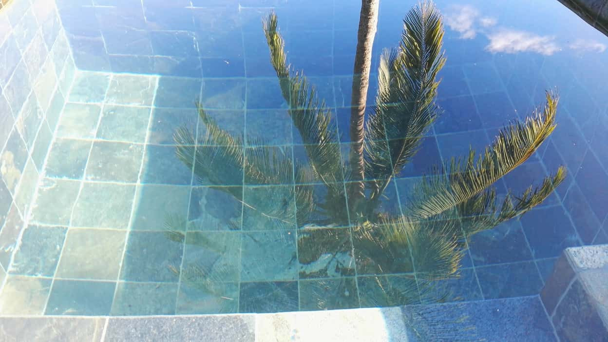 Reflet du cocotier dans la piscine