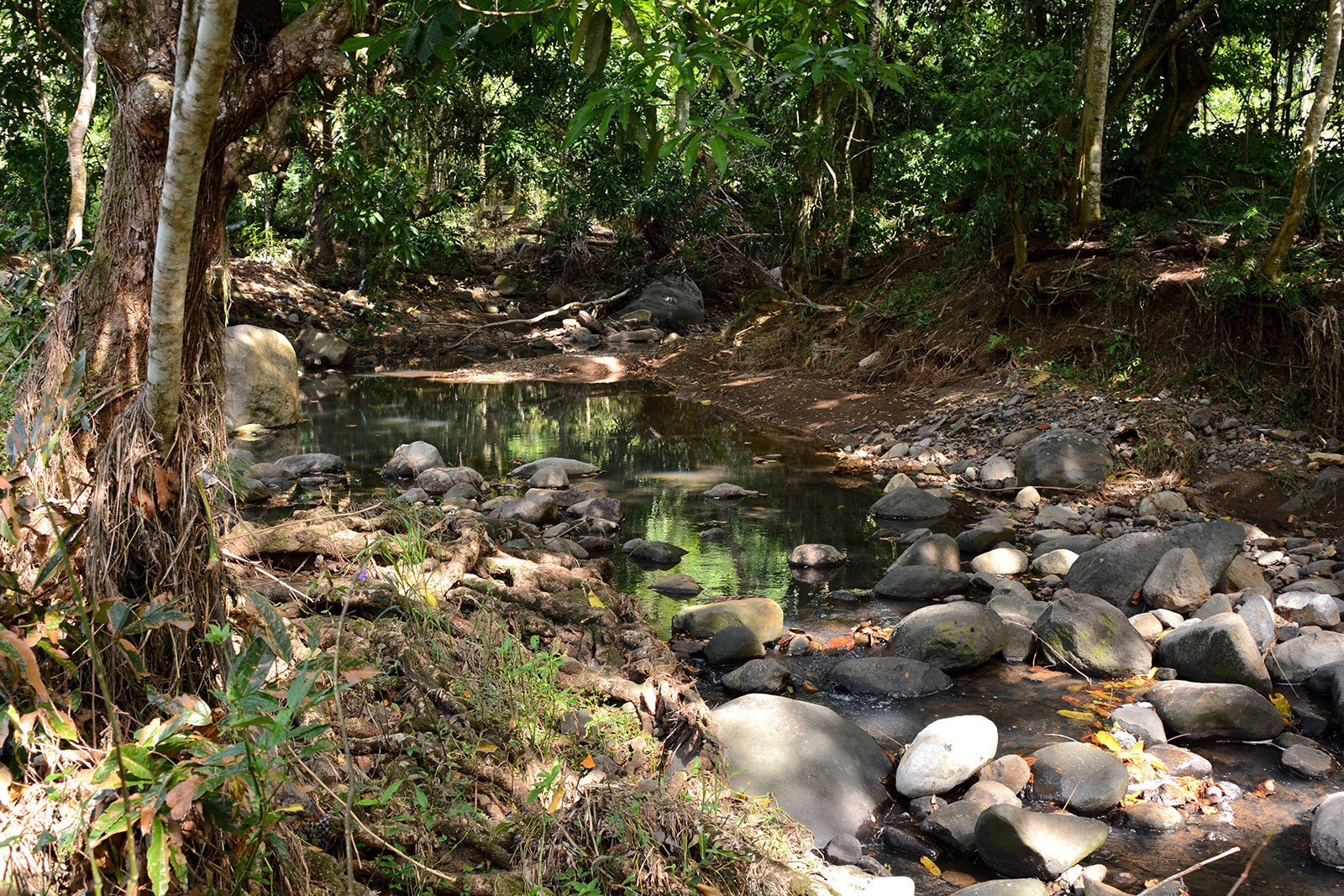 PETITE RIVIERE location villa piscine dans le sud de la Martinique