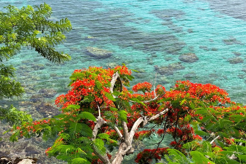 Appartement de luxe Anses Arlet Martinique Flamboyant