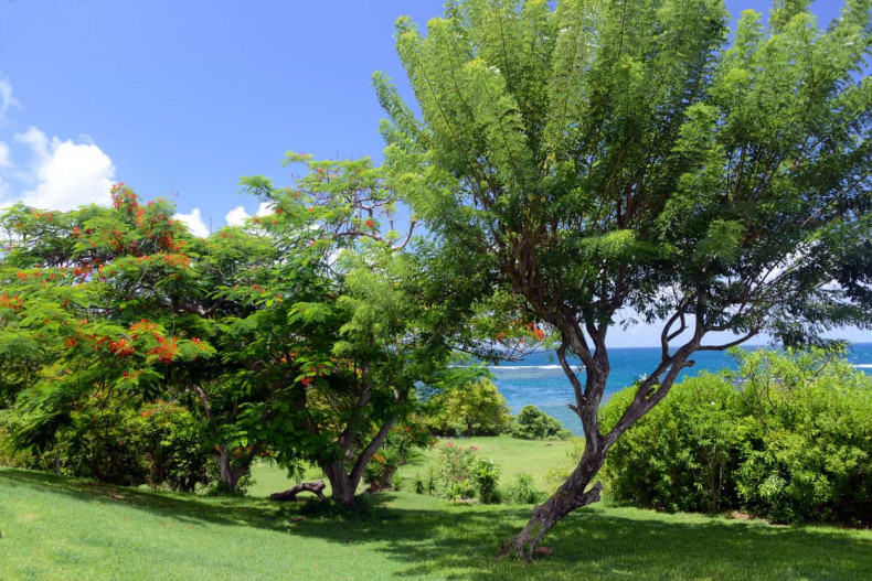 Les Flamboyants dans le jardin