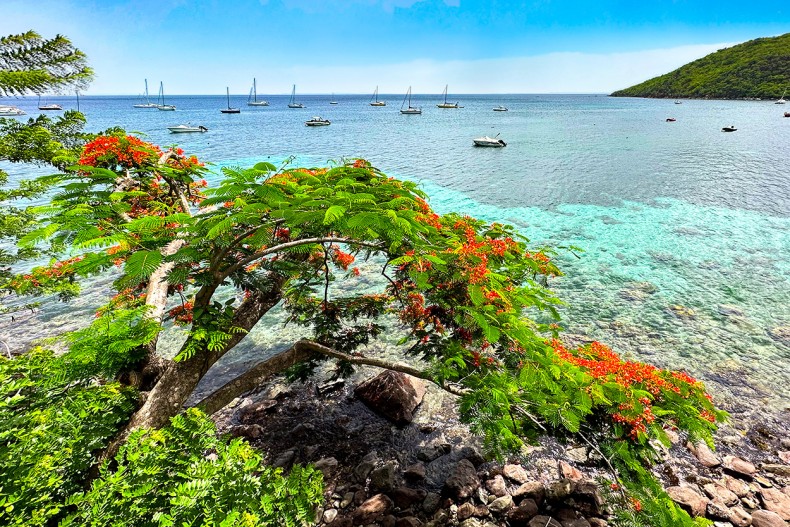 Flamboyant Anse d'Arlet