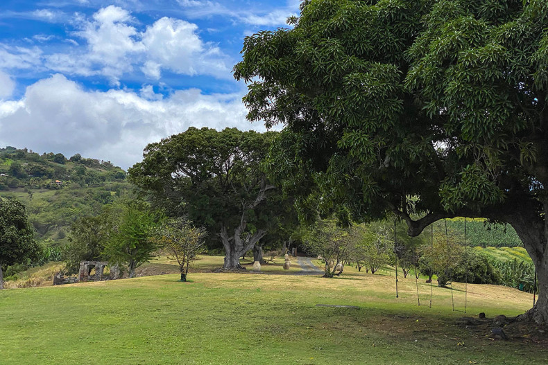 Joli verger  et arbres centenaires