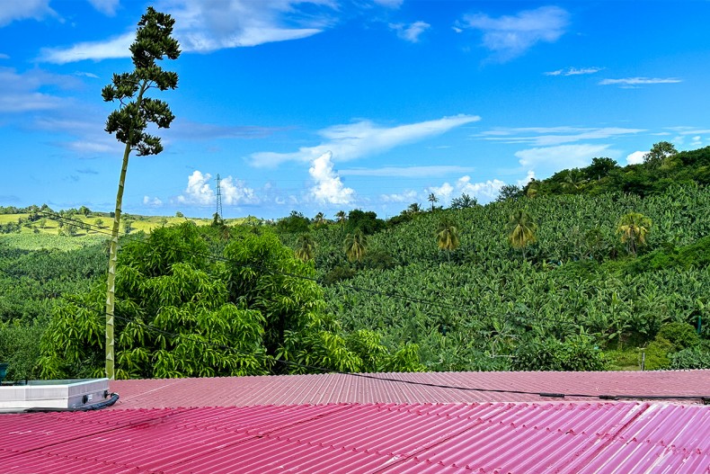 Maison d'hôte Martinique vue verger tropicaux.
