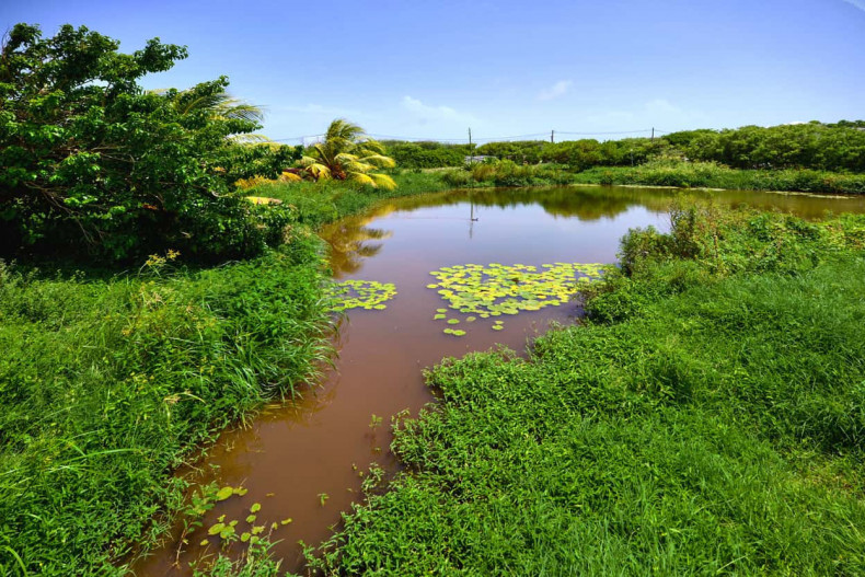 La marre aux nenuphars (sans moustique)