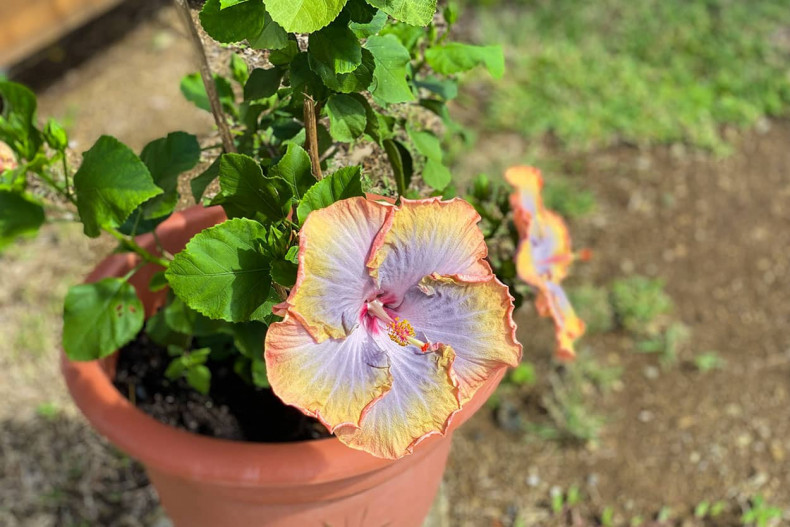 Location T3 piscine Sainte Luce