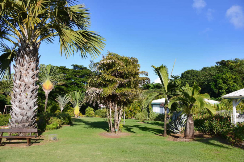 Jardin de martinique