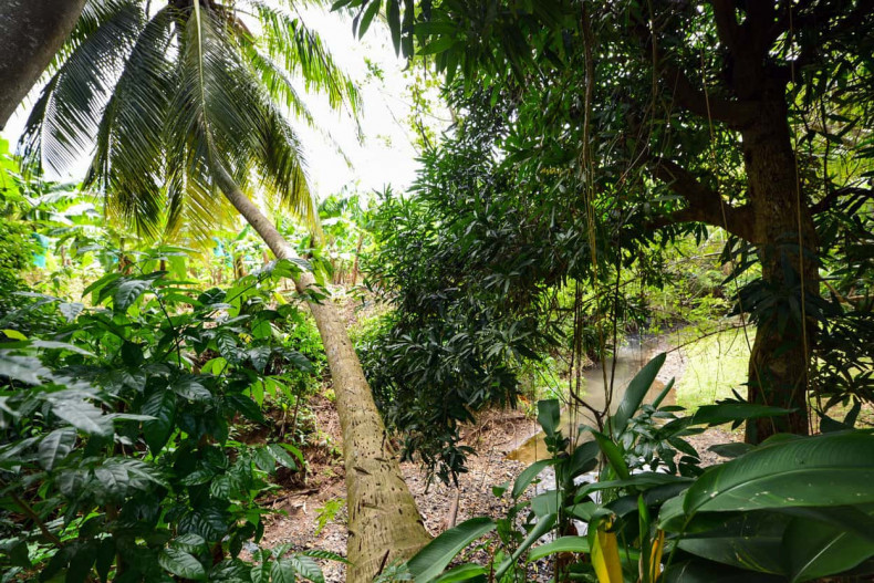 Location martinique au bord d'une rivière