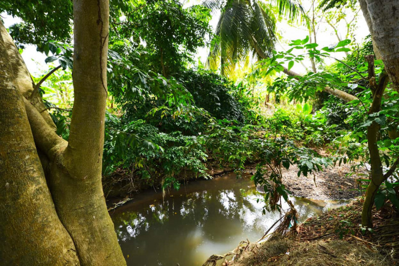 La rivière aux écrevisses martinique