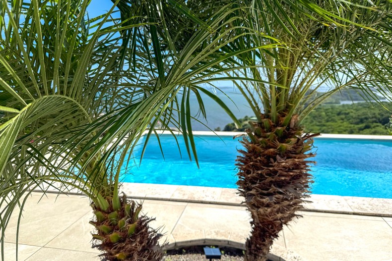 Domino Villa de luxe martinique palmier