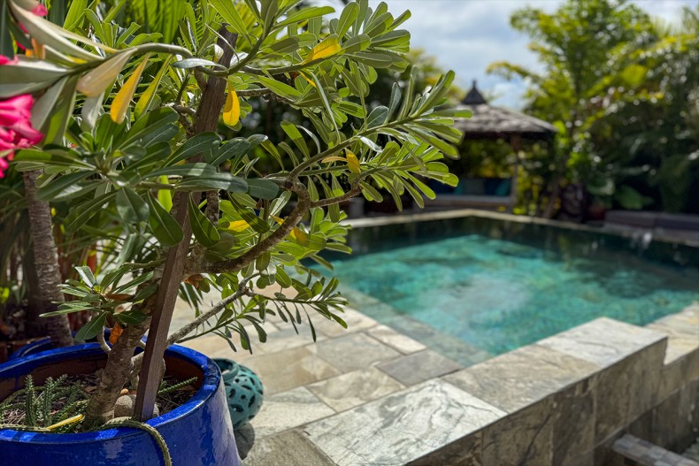 Bungalow de charme Martinique le françois piscine