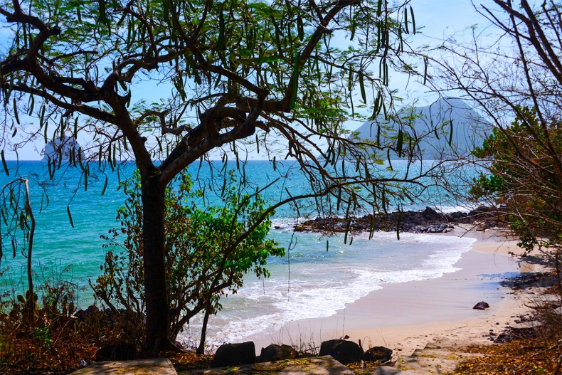 F3 Cocotier Bleu Location le Diamant