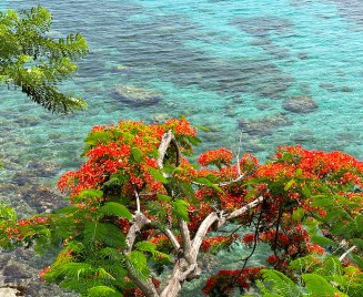 Appartement de luxe Anses Arlet Martinique Flamboyant