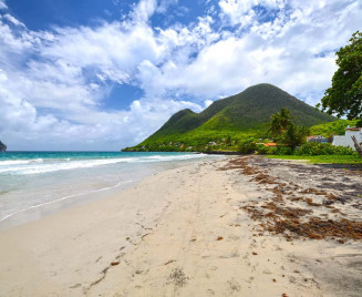 Petite fleur du rocher sur la plage