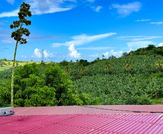 Maison d'hôte Martinique vue verger tropicaux.