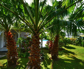 Jardin villa les Palmiers Campagne
