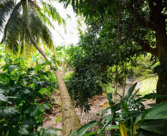 Location martinique au bord d'une rivière