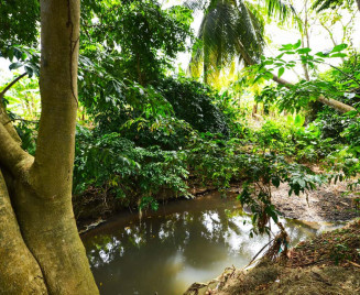 La rivière aux écrevisses martinique