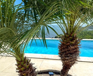 Domino Villa de luxe martinique palmier